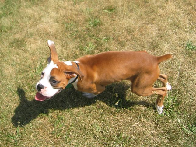 Chasing the Frisbee