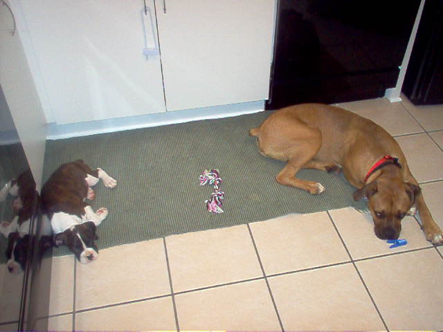 Chcio and his new sister, Bella