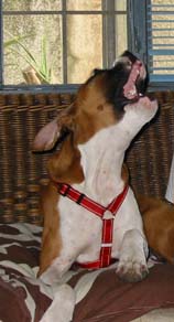 Check my teeth!