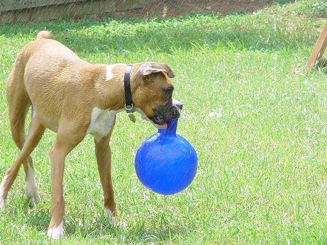 Check out Rowdy's ballerina legs...