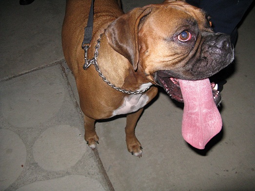 Check out that tongue