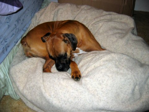 Checking out her new bed!
