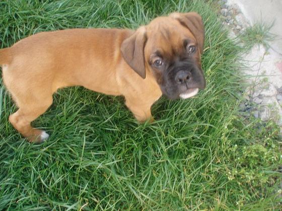 Checking out his new grass!