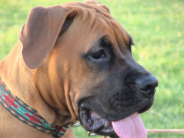 checking out the other dogs at the park