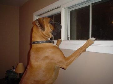 Checking out the window.