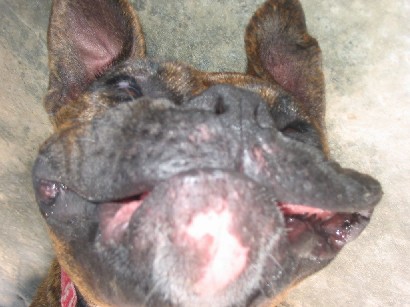 cheeeeessssseee