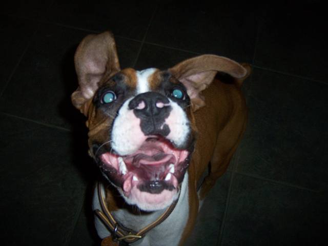 Cheese!