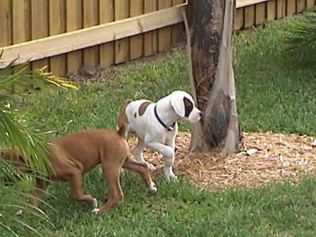 Chelsea & Angel at Play