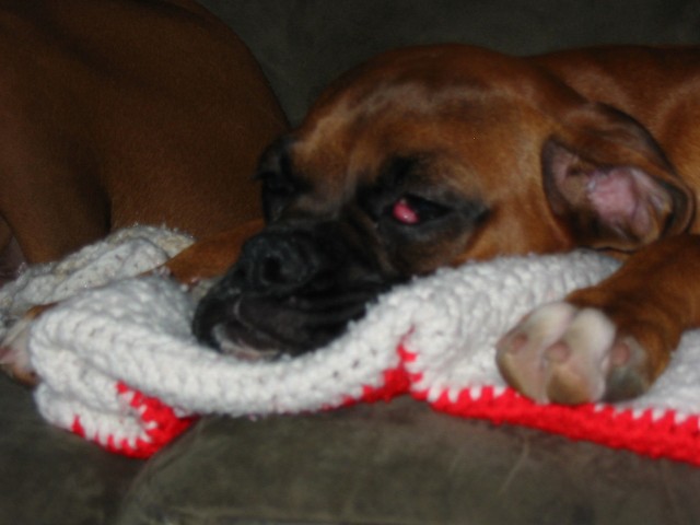 Cherry eye before surgery