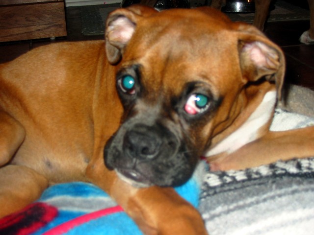 Cherry Eye