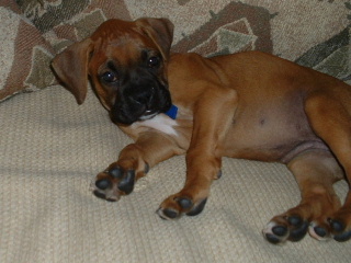 Chesney, lounging