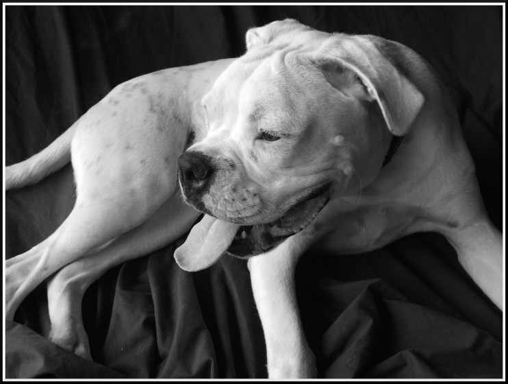 Chester 9 months old