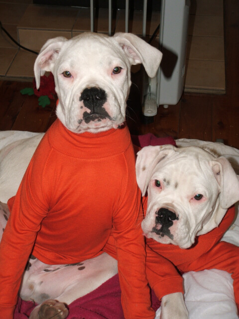 Chester and Logan in new tops