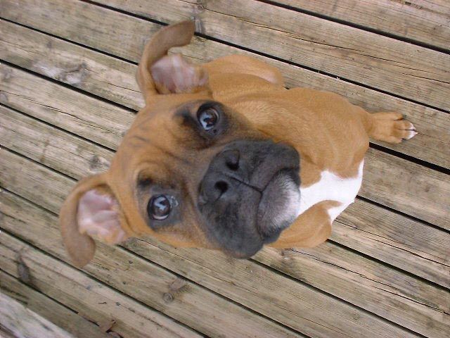 Chester Boy