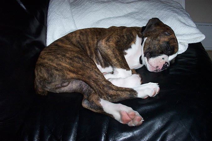 chester doin
