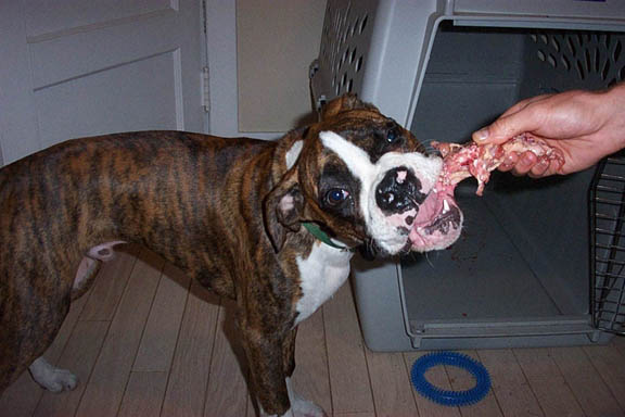 chester eating BARF