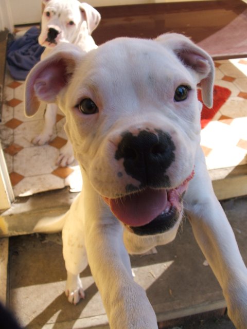 Chester jumping on me