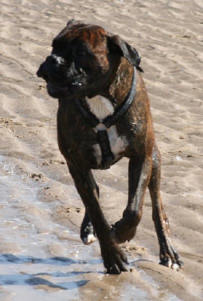 Chester on the beach!