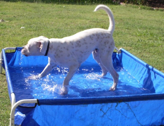Chester playing in the pool
