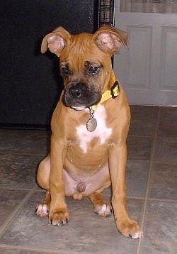 Chester