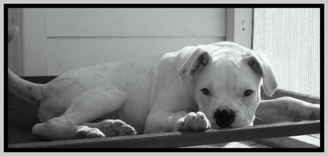Chester