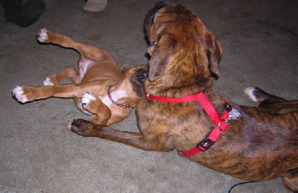 Chew Toy