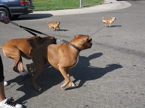 Chew Toys