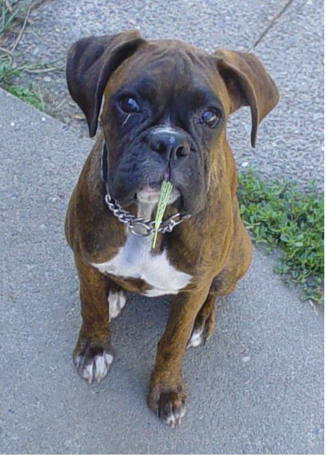 chewin' grass