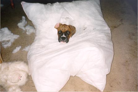 Chewin' up the dog bed...