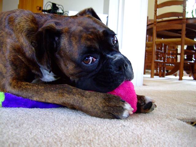 Chewing and making it squeek squeek SQUEEK