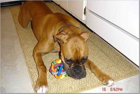 Chewing his knobbly ball