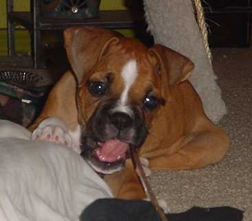 Chewing on a stick