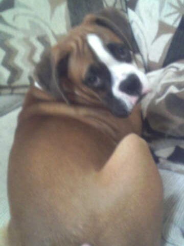 chewing on the couch