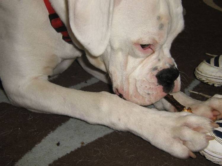 chewing sticks again!