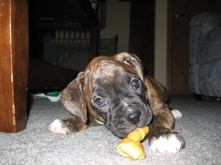 chewing1