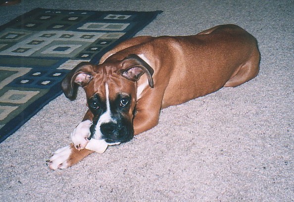 chewing_on_bone
