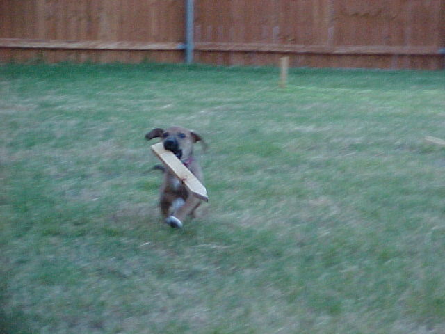 Chewtoy?
