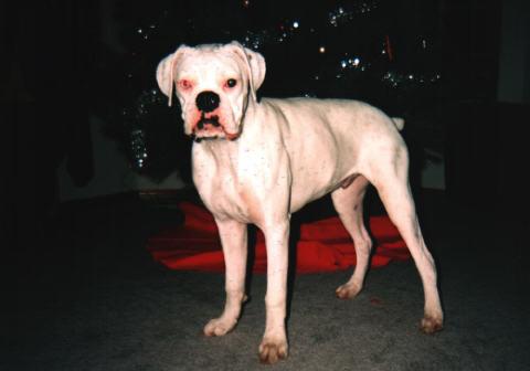 Chewy Chirstmas 2003