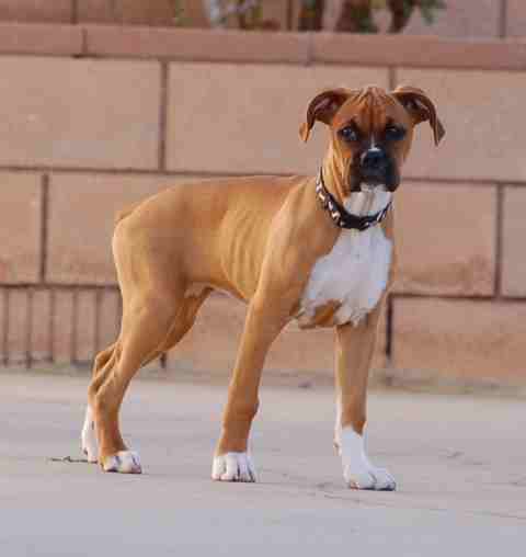 Chica_17wks_