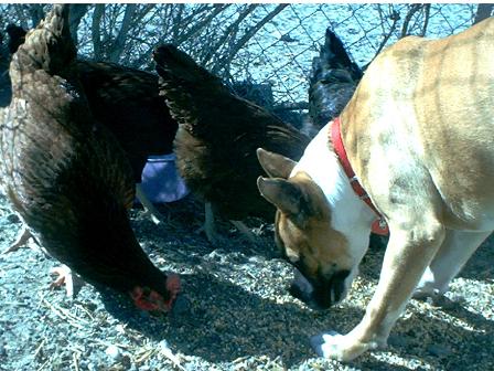 Chick Party!