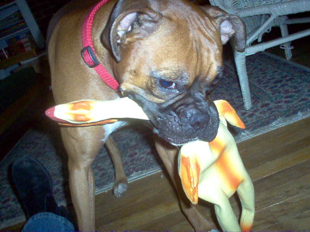 Chicken Anyone?