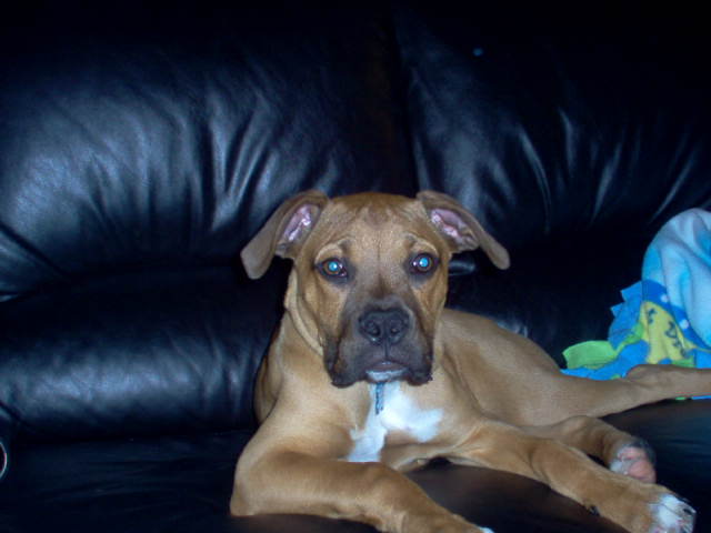 Chico#2