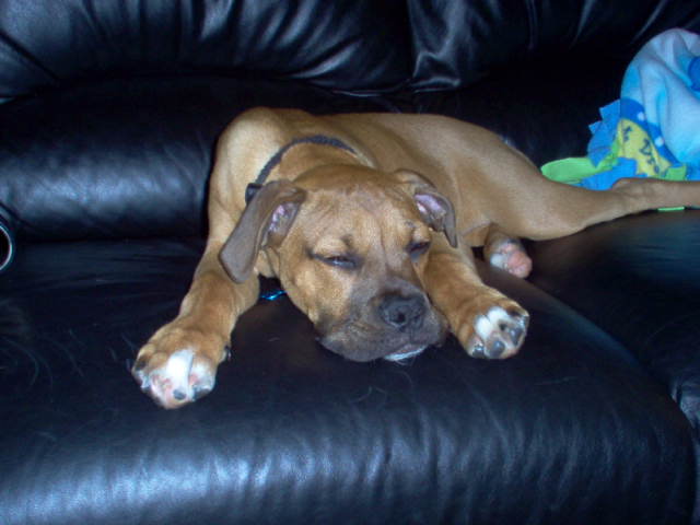 Chico#3