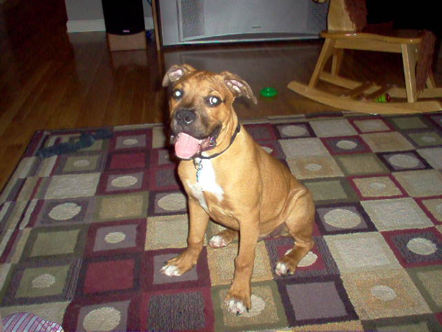 Chico#4