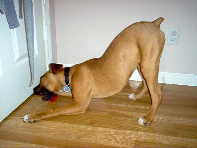Chico playing ball