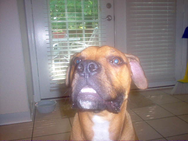 Chico showing off his pearly whites!!!