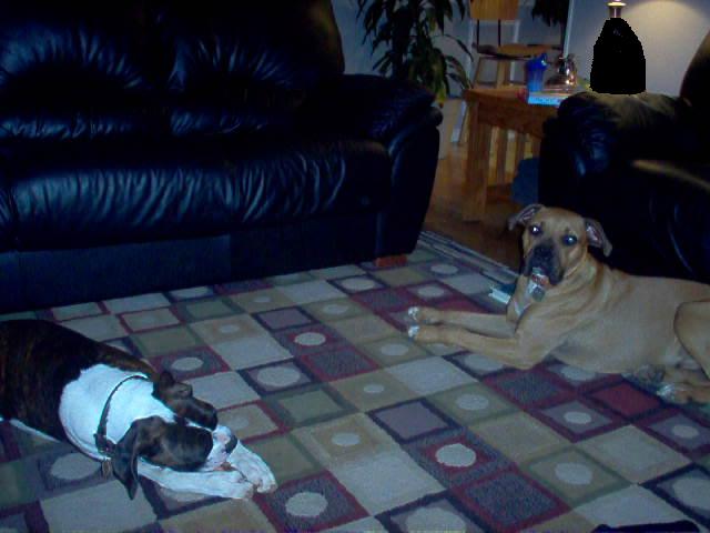 Chico sulking over a bone