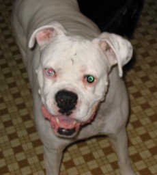 Chico