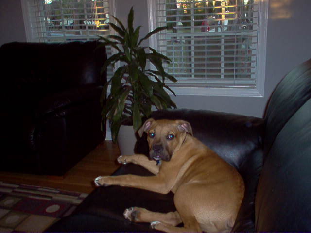 chico