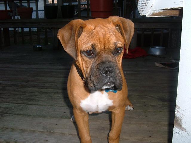 Chico's brother---Cooper